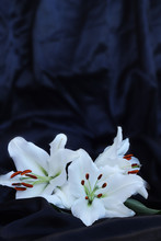 Three Lily Flowers On Black Silk