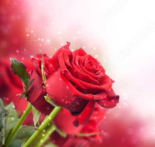 Naklejka dekoracyjna background with red roses