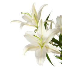 A Fragment Of White Lilies ' Bunch On A White Background