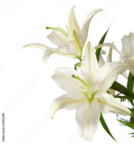 Fototapeta do kuchni a fragment of white lilies ' bunch on a white background