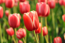 Red Beautiful Tulips