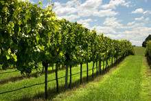 Rows Of Grapevines Growing In A Vineyard