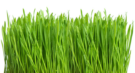 Canvas Print - fresh green spring grass with water drops