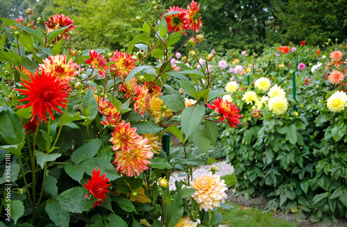 Fotografía garden full of different varieties of dahlia flowers