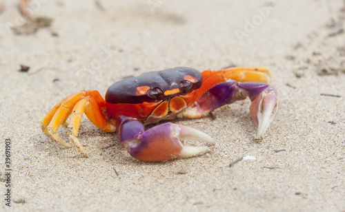 Foto-Stoffbanner - Tropical Land Crab in Costa Rica (von amelie)