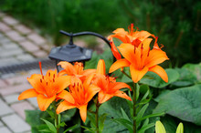 Beautiful Orange Lily Flower, Outdoor Shot
