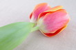 Tulipany podarunek