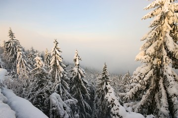 Wall Mural - Spruces covered by snow