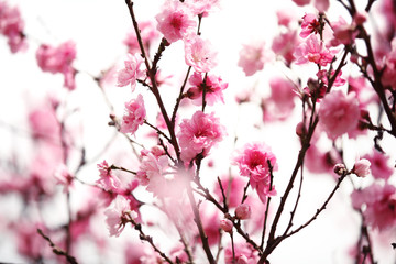 Fotomurales - Pink plum blossom