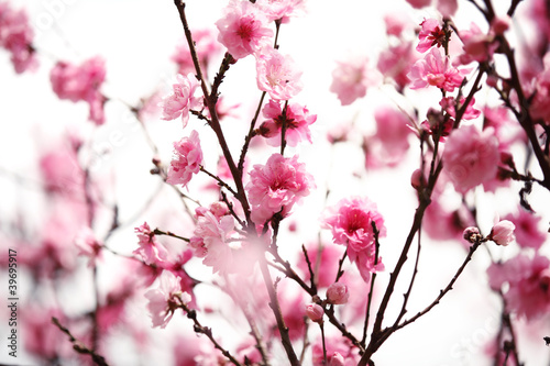 Naklejka dekoracyjna Pink plum blossom