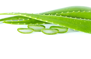 Aloe Vera isolated on white background