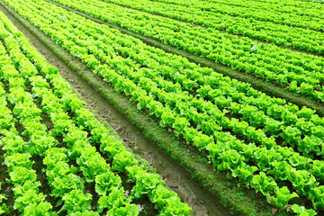 Wall Mural - Rows of freshly planted lettuce