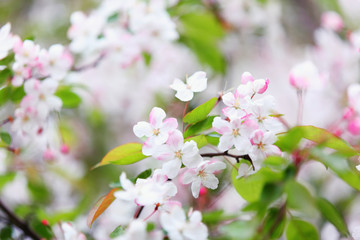 Fotomurales - white plum blossom