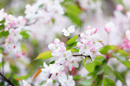white plum blossom