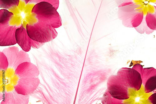 Colorful flower petals with feather