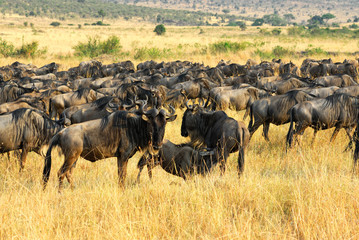 Wall Mural - wildebeest antelopes in the savannah