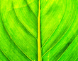 © kung_4444 - Pattern on a banana leaf