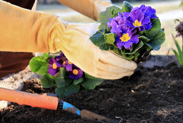 Primrose in a garden pot