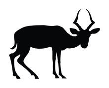 Koodoo Antelope Silhouette