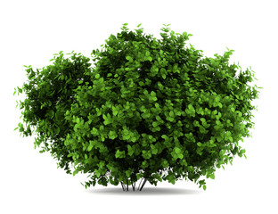 Wall Mural - bigleaf hydrangea bush isolated on white background