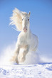 White horse stallion runs gallop in front focus