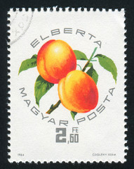 Sticker - Peaches