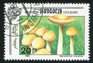 mushroom