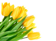 Bouquet Of Yellow Tulip Flowers Isolated On White Background