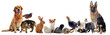 Leinwandbild Motiv groupe d'animaux domestiques