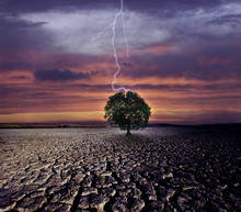 Cracked Land And The Lightning Strikes On The Single Tree