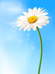 Poster - Beautiful white daisy in front of the blue sky  Vector