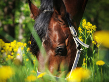 Portrait Of Grazing Bay Horse  Around Yellow Flowers