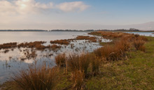 Marshy Area In A Dutch Nature Reserve