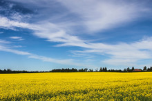 Blue Sky Over Yellow Field
