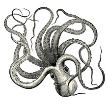 Pieuvre (Octopus Vulgaris)