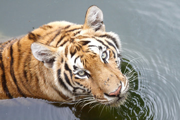 Wall Mural - Tiger in water