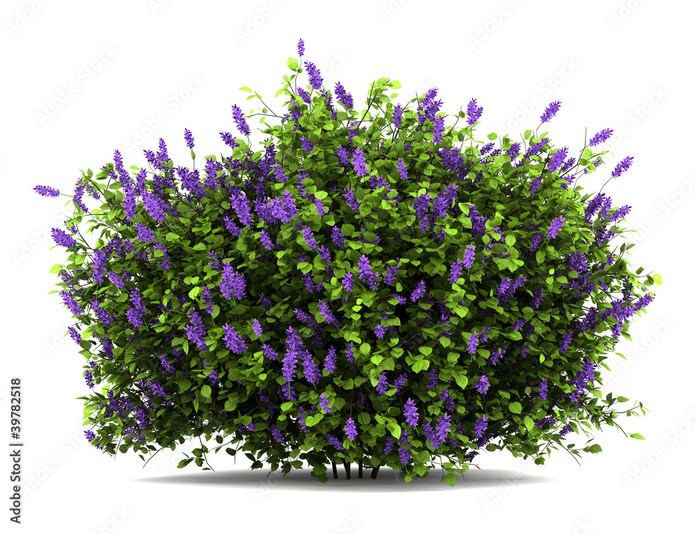 lilac flowers bush isolated on white background - obrazy, fototapety, plakaty 