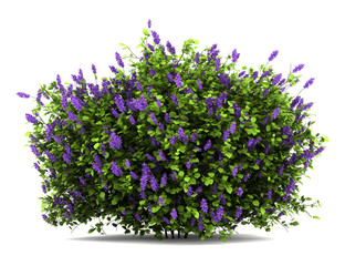 Wall Mural - lilac flowers bush isolated on white background