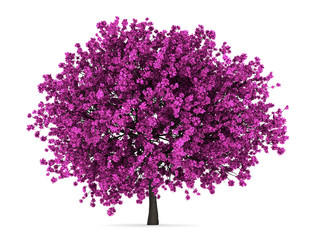Wall Mural - judas tree isolated on white background