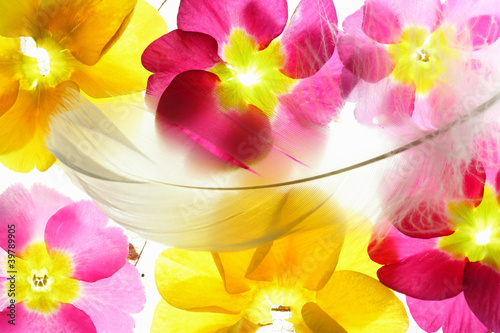 Colorful flower petals with feather