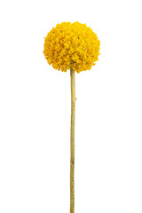Fotomurales - Spherical with a delicate yellow flower stems