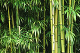 Fototapeta Fototapety do sypialni na Twoją ścianę - Green bamboo forest
