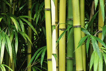  Bambus z bliska