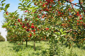 Wall Mural - cherries  orchard