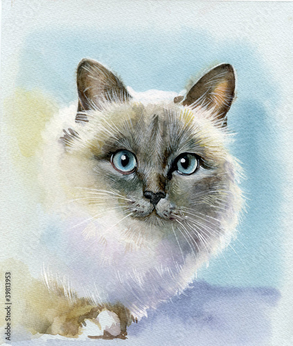 Plakat na zamówienie Siamese cat