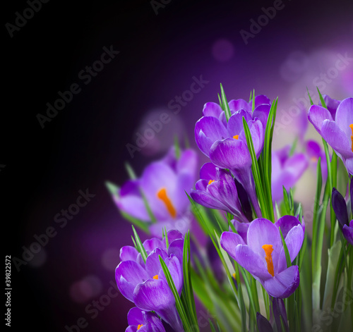 Fototapeta do kuchni Crocus Spring Flowers Design over Black