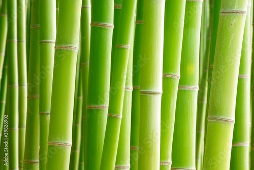Naklejka na drzwi Las bambusowy