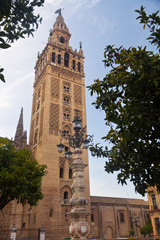 Wall Mural - The Giralda of Seville between orange trees. Spain