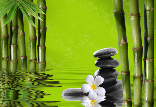Plakat Młody, zielony bambus w tle boke