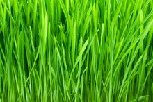 Wet With Dew Green Grass Closeup